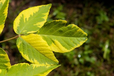 Aralia elata 'Aureovariegata' - arálie štíhlá - list